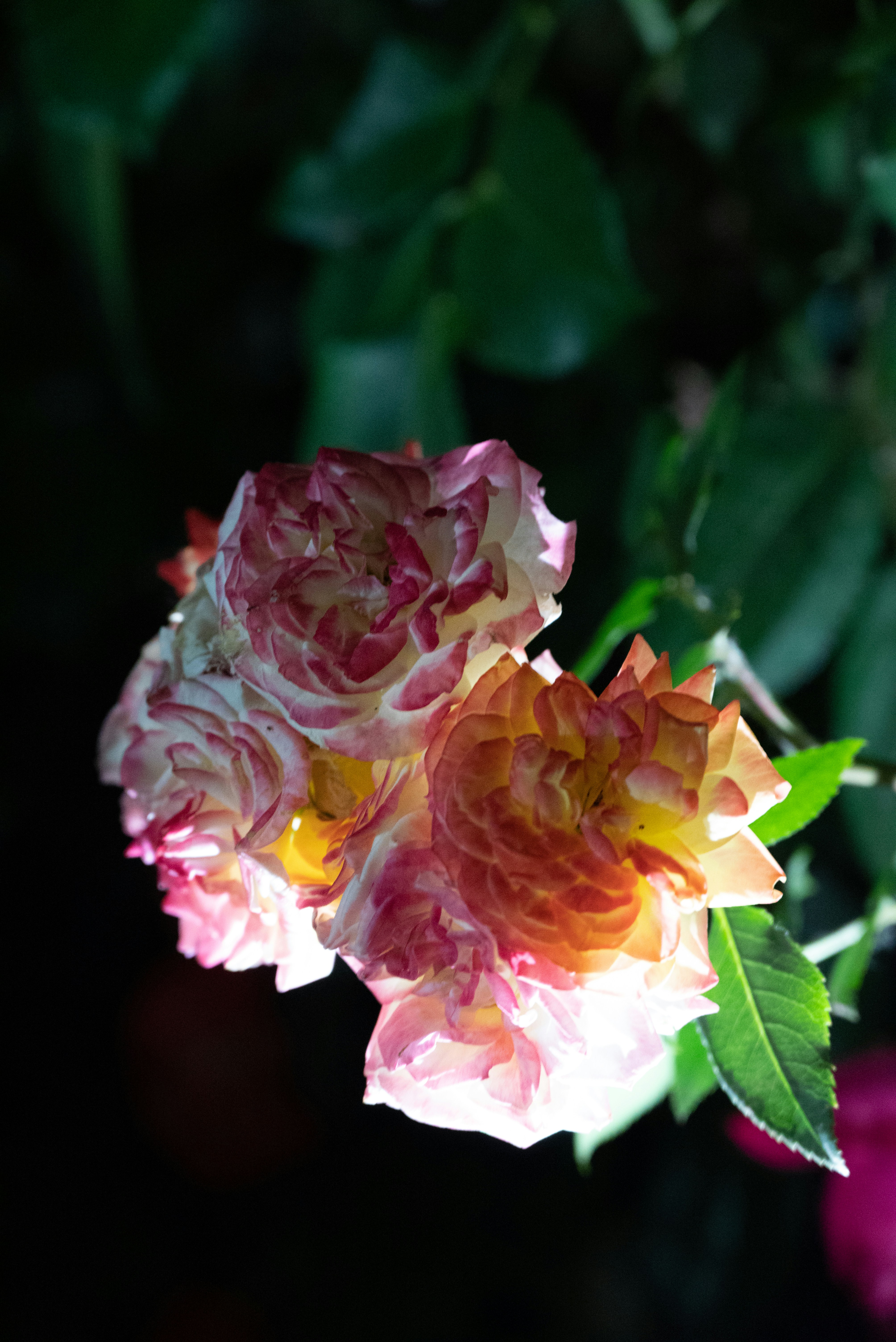 Photo by nikol_royce