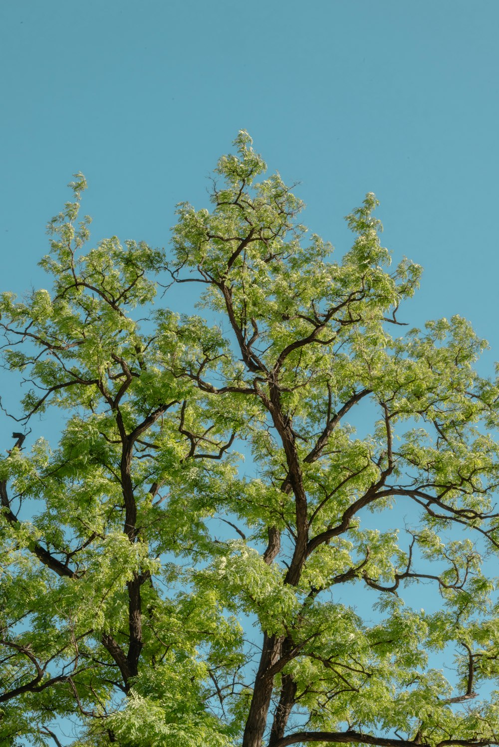 a tall tree with green leaves against a blue sky