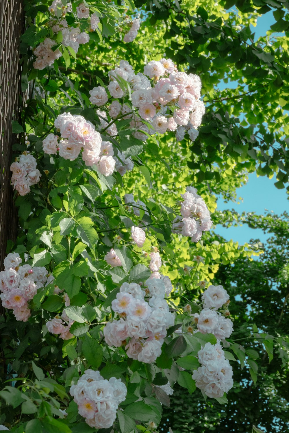 a bunch of pink flowers growing on a tree