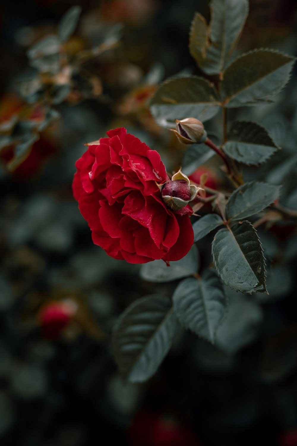 una rosa roja con hojas verdes en una rama