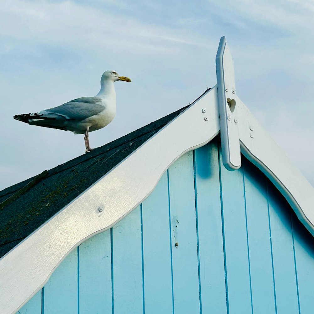 a seagull standing on the roof of a building