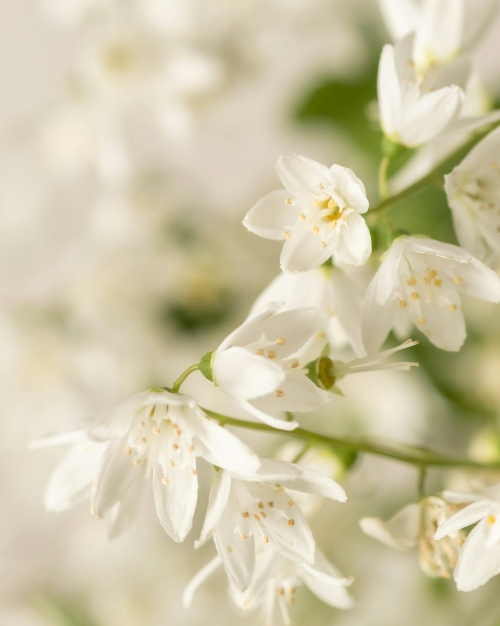 a bunch of white flowers with green leaves