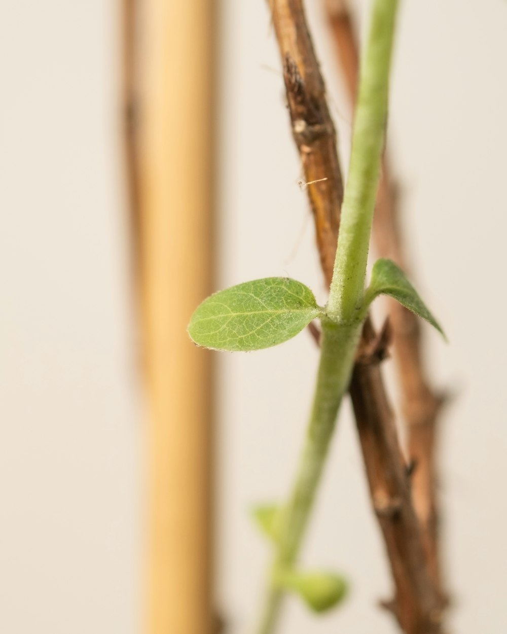 a close up of a plant with a stem