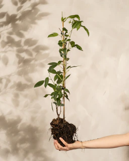 Woman holding an indoor plant with exposed root ball illustrating root maintenance and proper soil 
