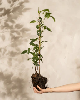 Woman holding a plant with exposed roots showing root maintenance and attachment
