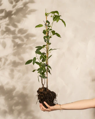 Woman holding a plant with exposed roots showing root maintenance and attachment