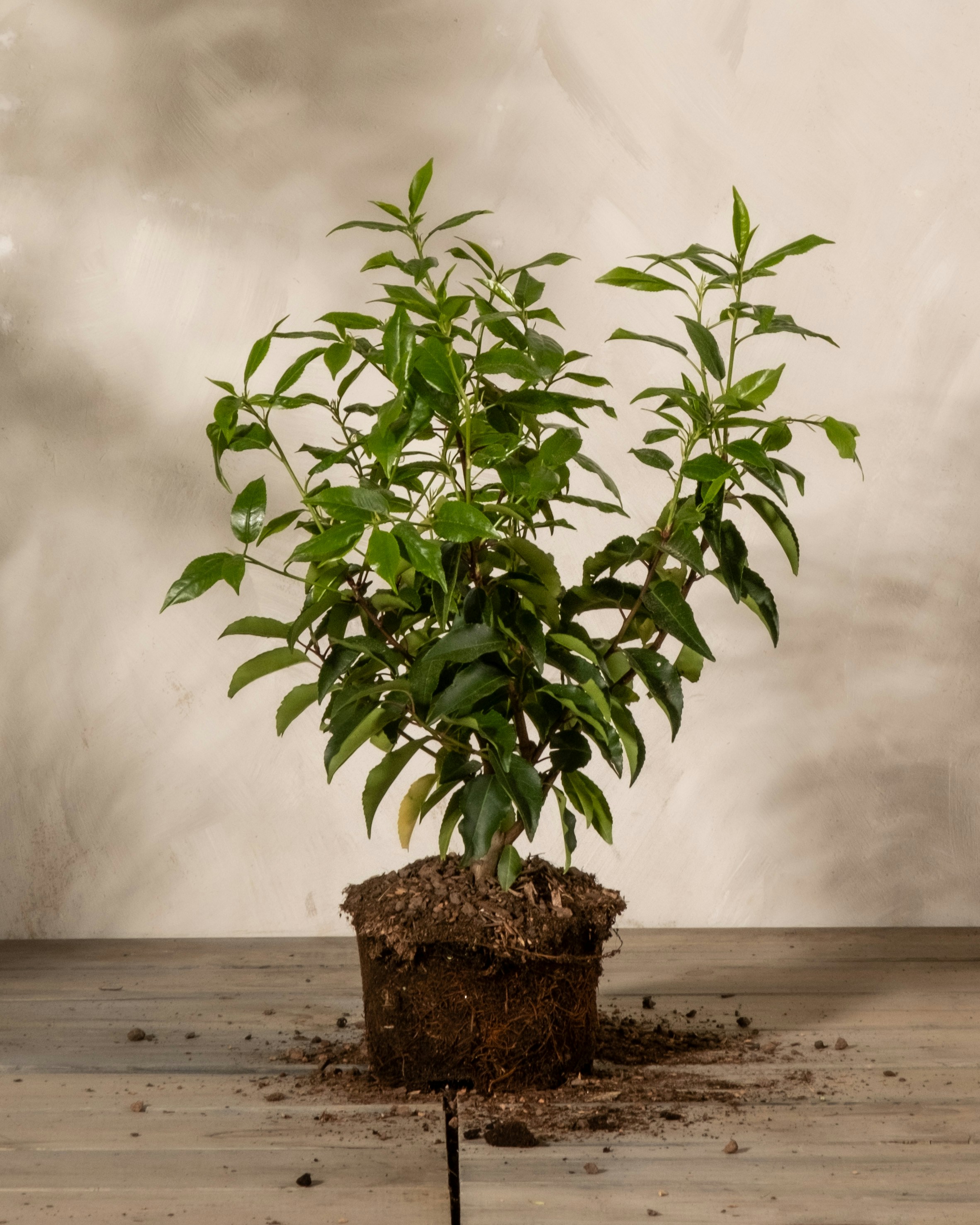 Photo by feeypflanzen