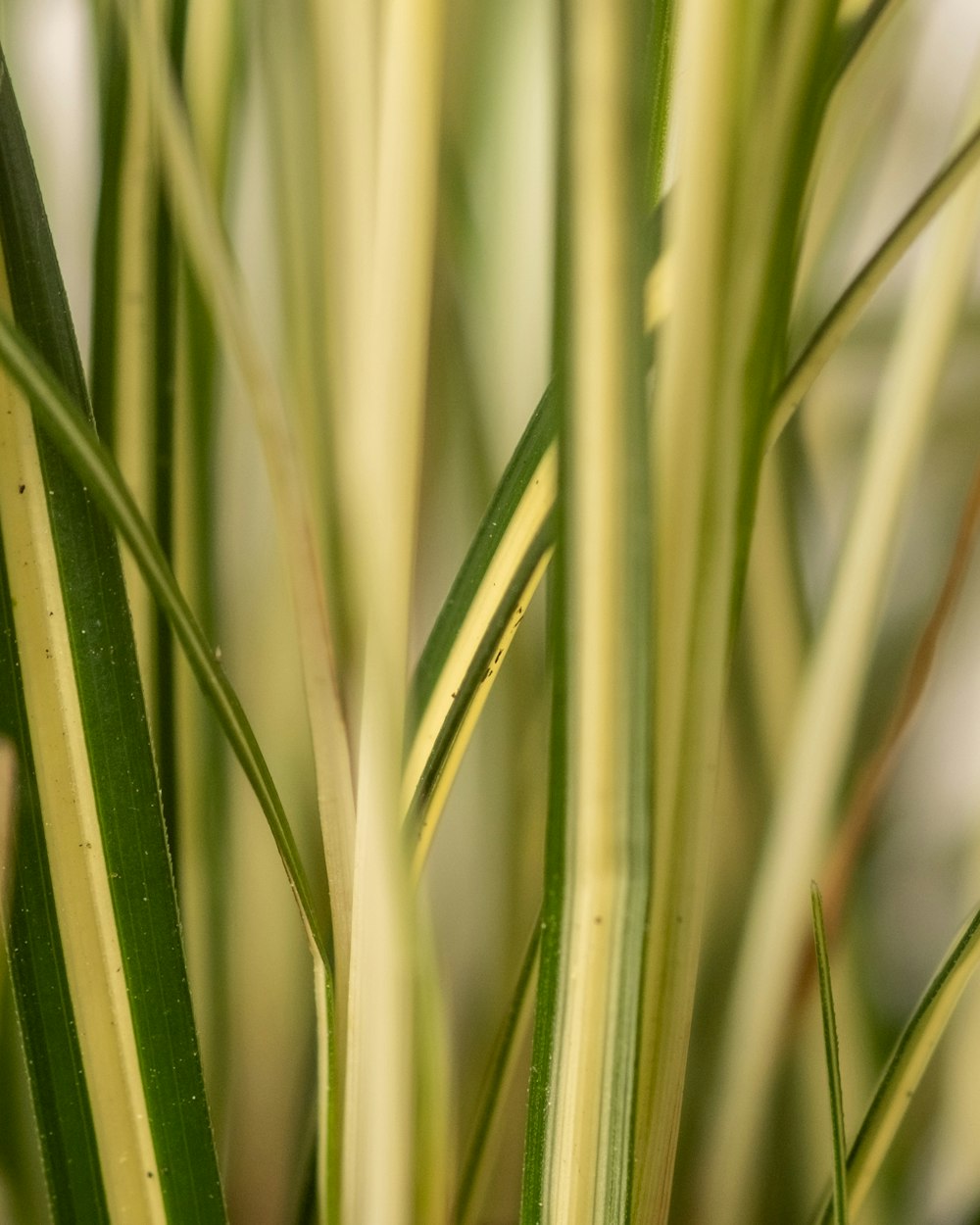 a close up of a plant with green leaves