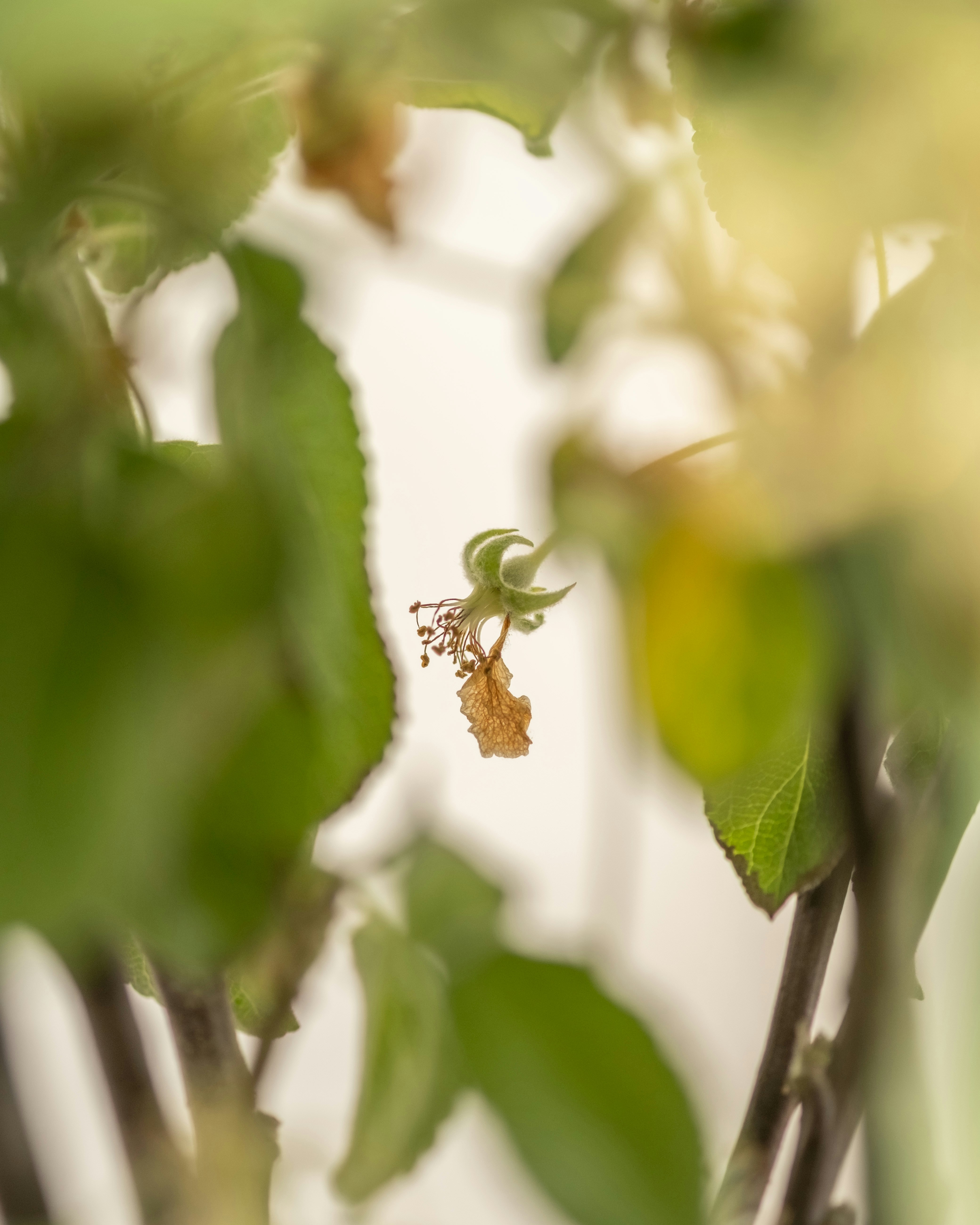 a close up of a plant with leaves