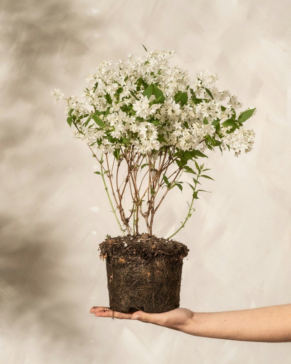 a person holding a potted plant with white flowers