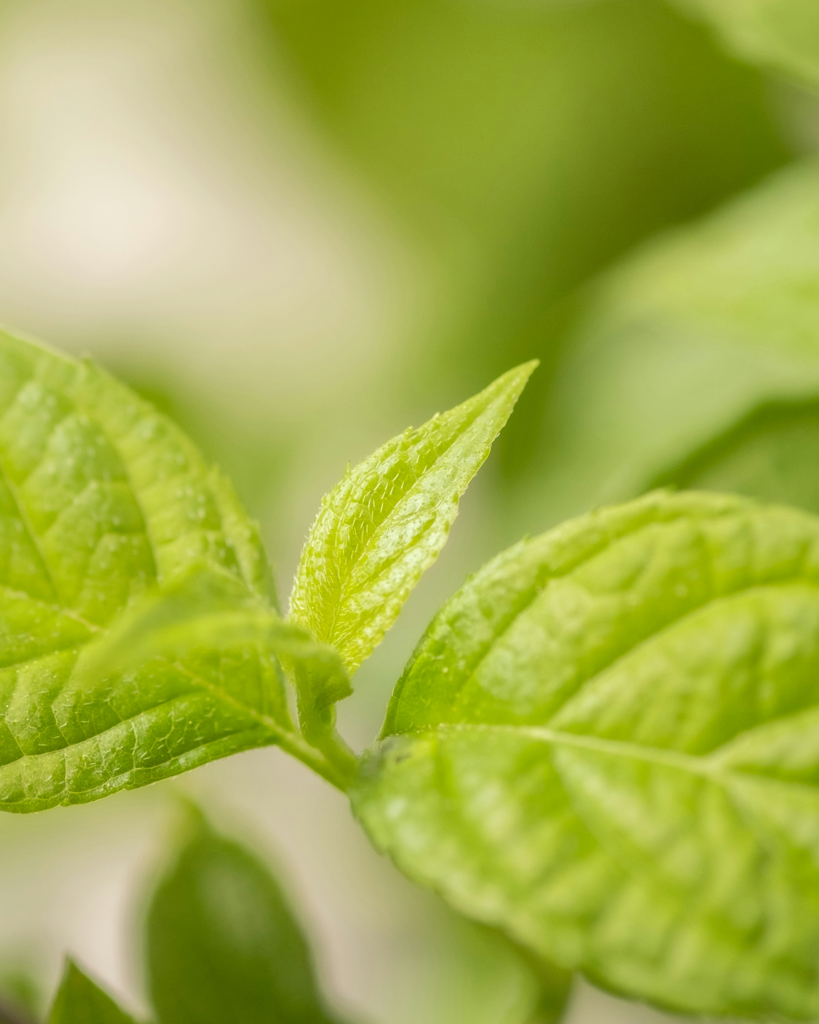 Photo by feeypflanzen