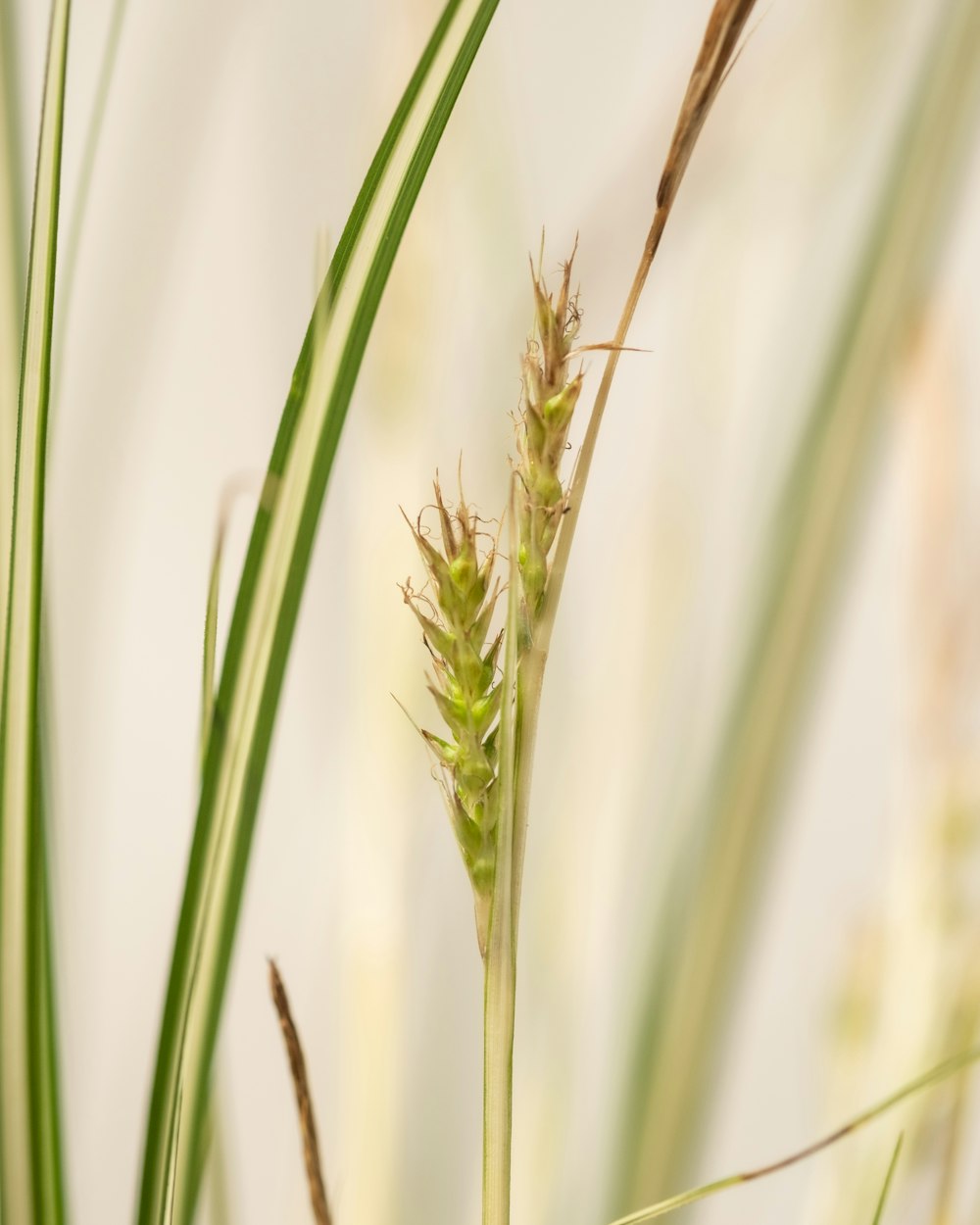 a close up of a plant with long green stems