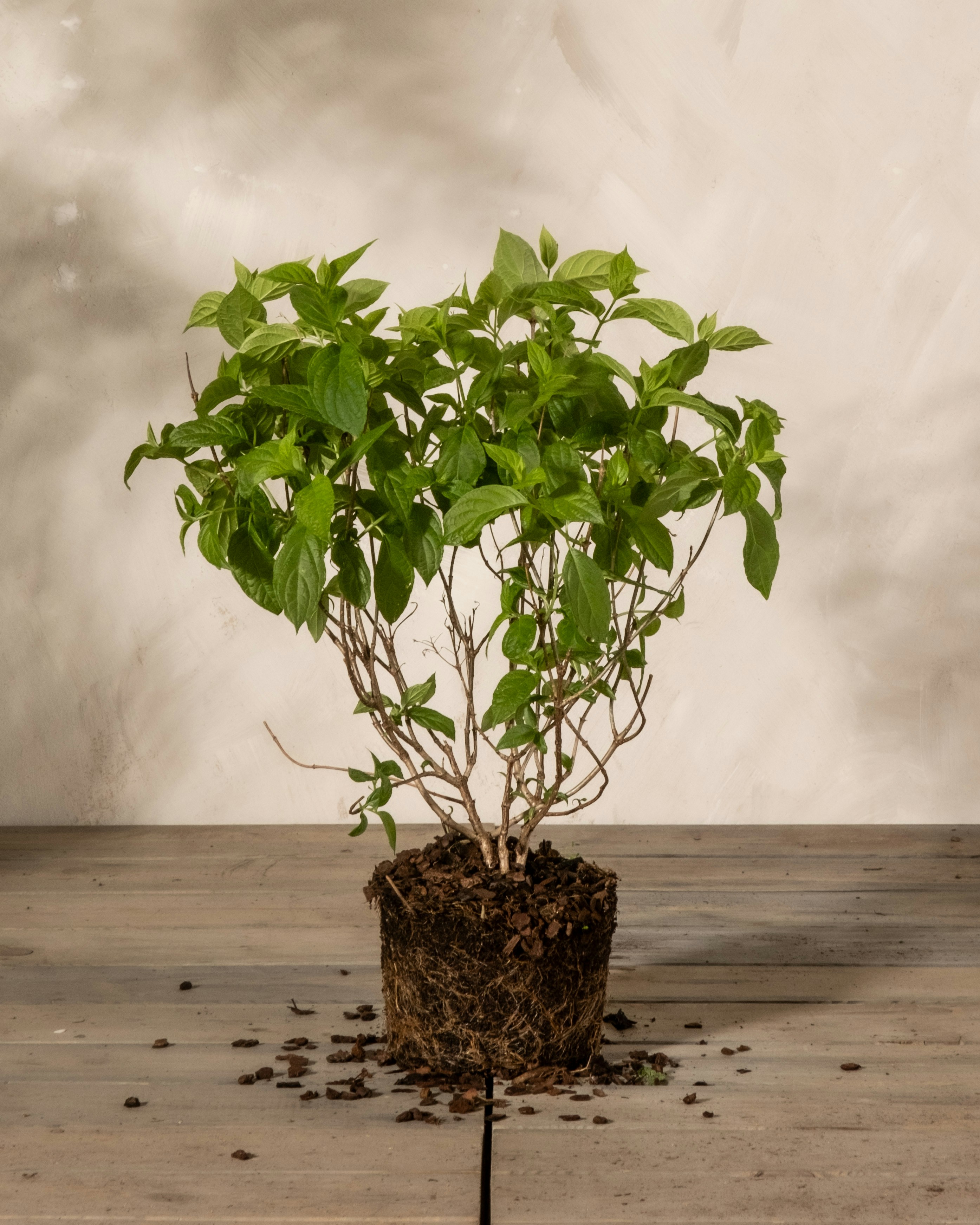 a small tree growing out of a pile of dirt