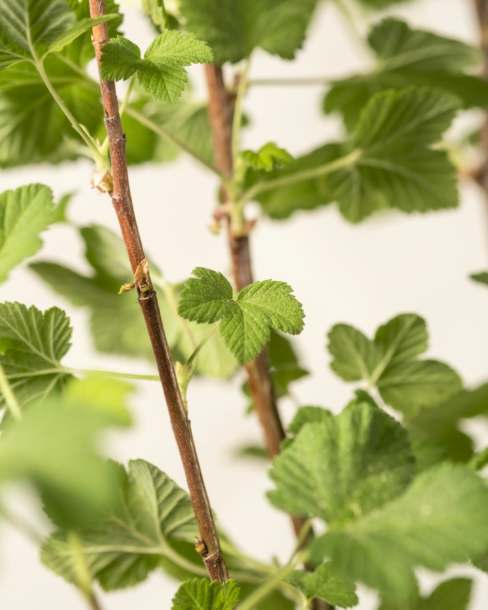 a close up of a plant with green leaves