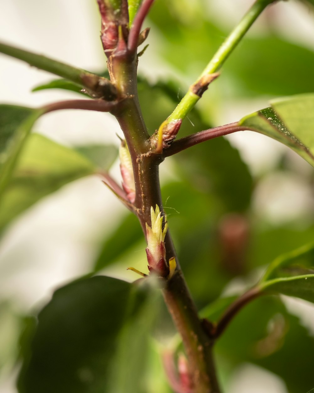 a close up of a branch of a tree