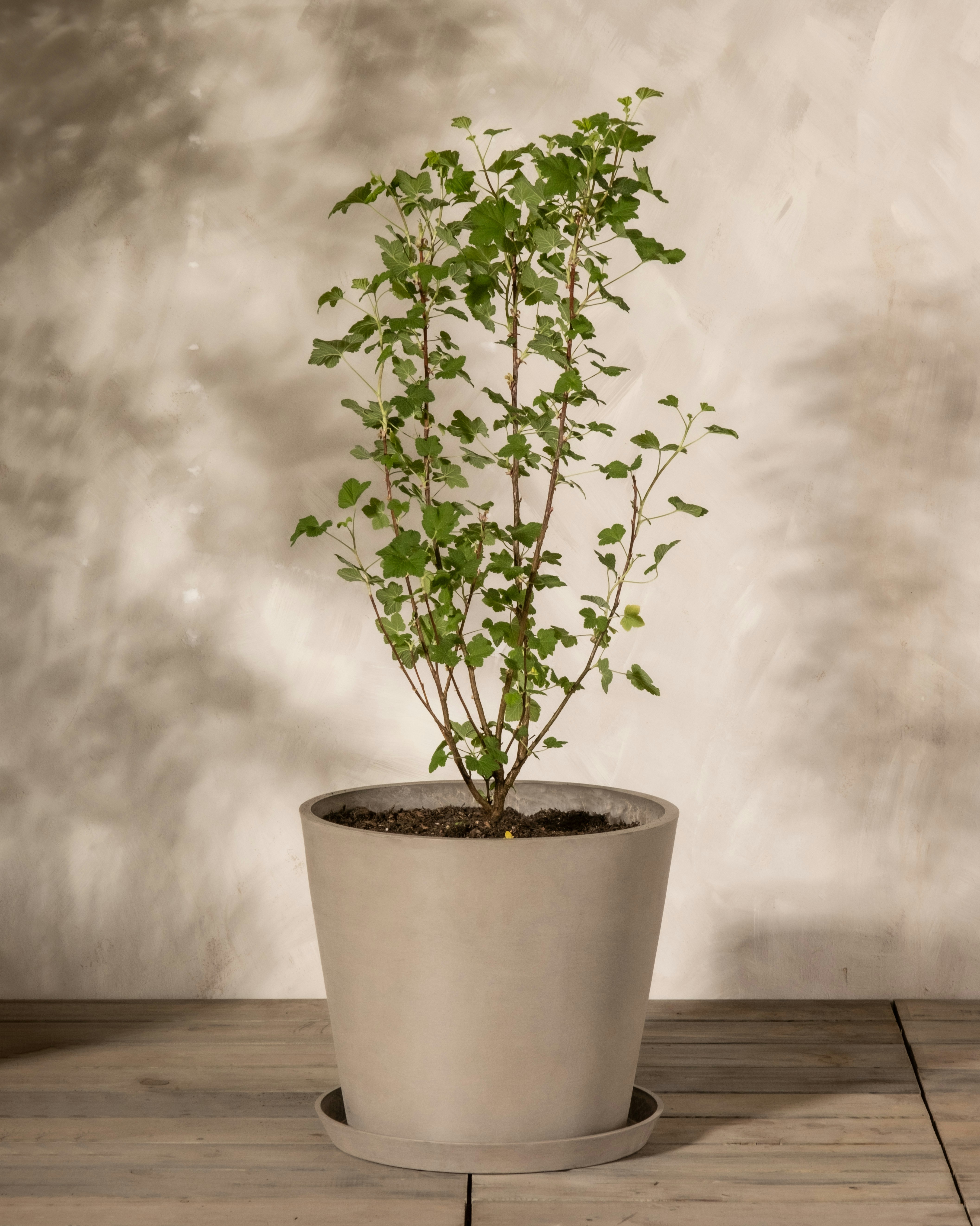 Photo by feeypflanzen