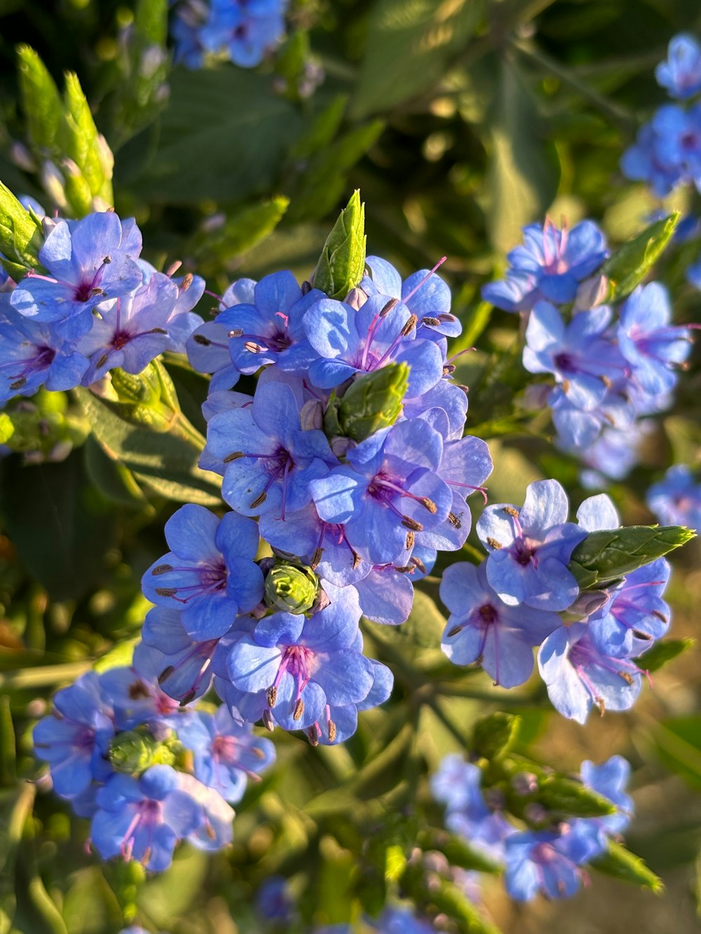 a bunch of blue flowers with green leaves