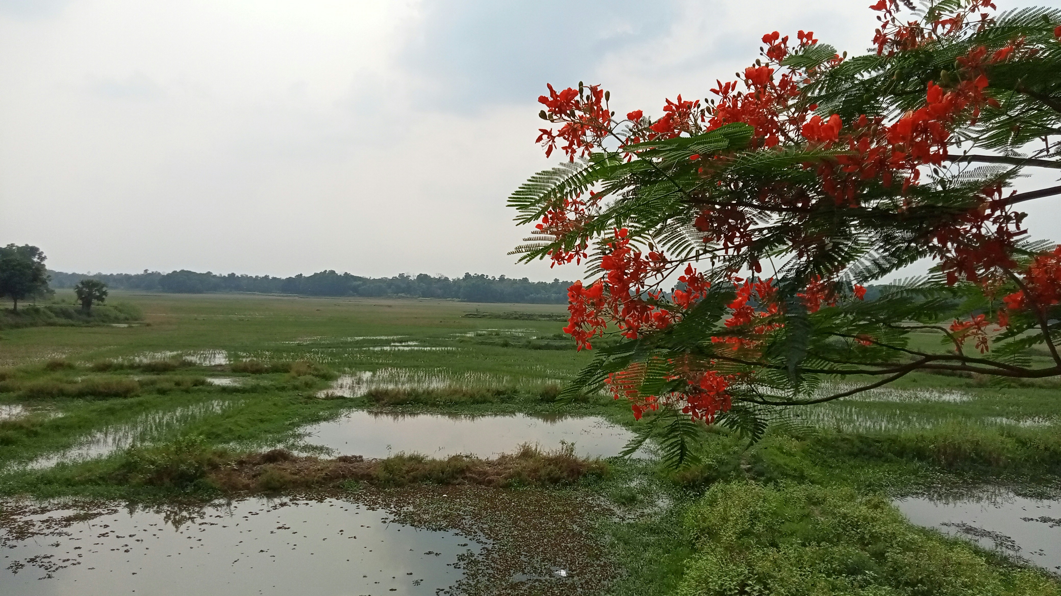Kaziranga National Park, Assam - Northeast