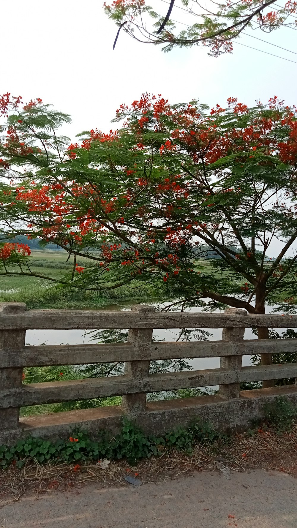ein Baum mit roten Blumen darauf neben einem Zaun