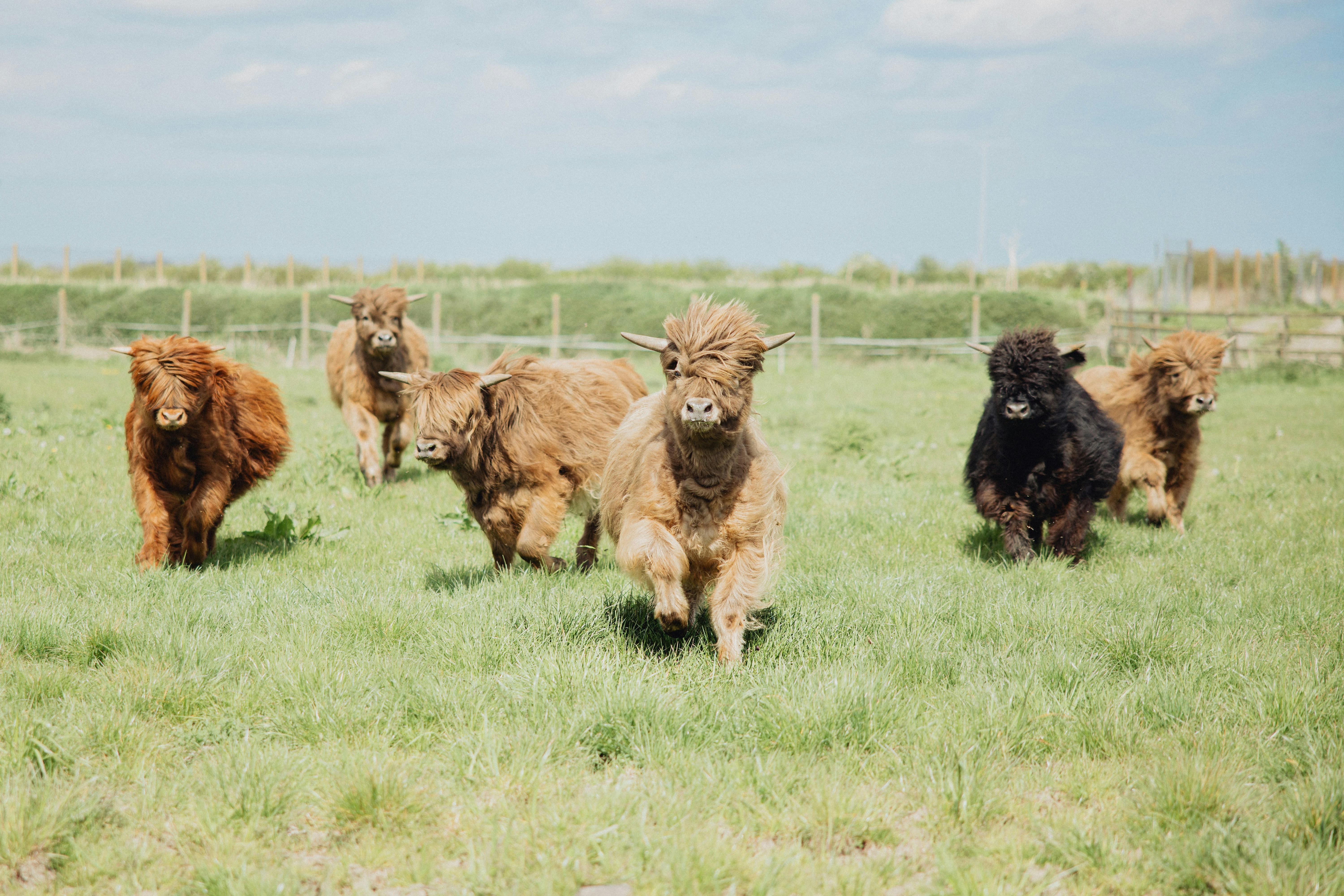 Eine Rinderherde, die über eine saftig grüne Wiese läuft