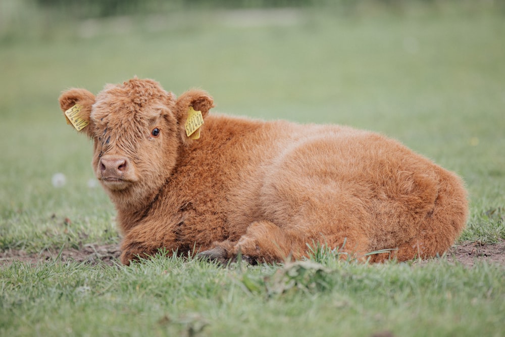 a brown cow laying on top of a lush green field