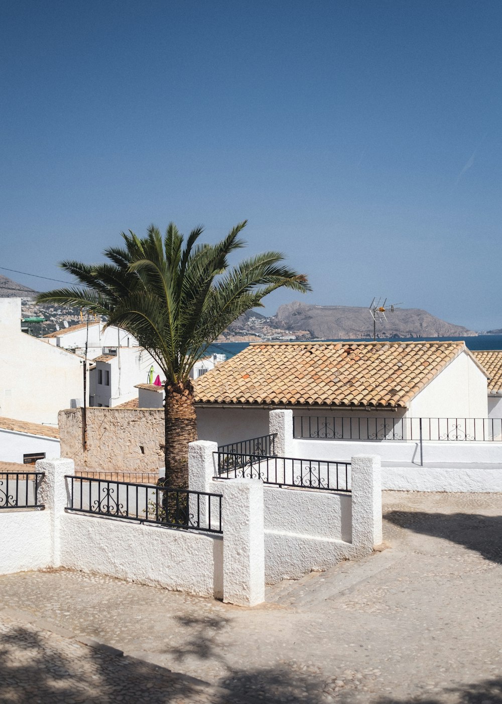 a palm tree in front of a white building