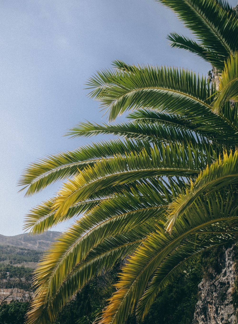 Eine Palme mit einem Berg im Hintergrund
