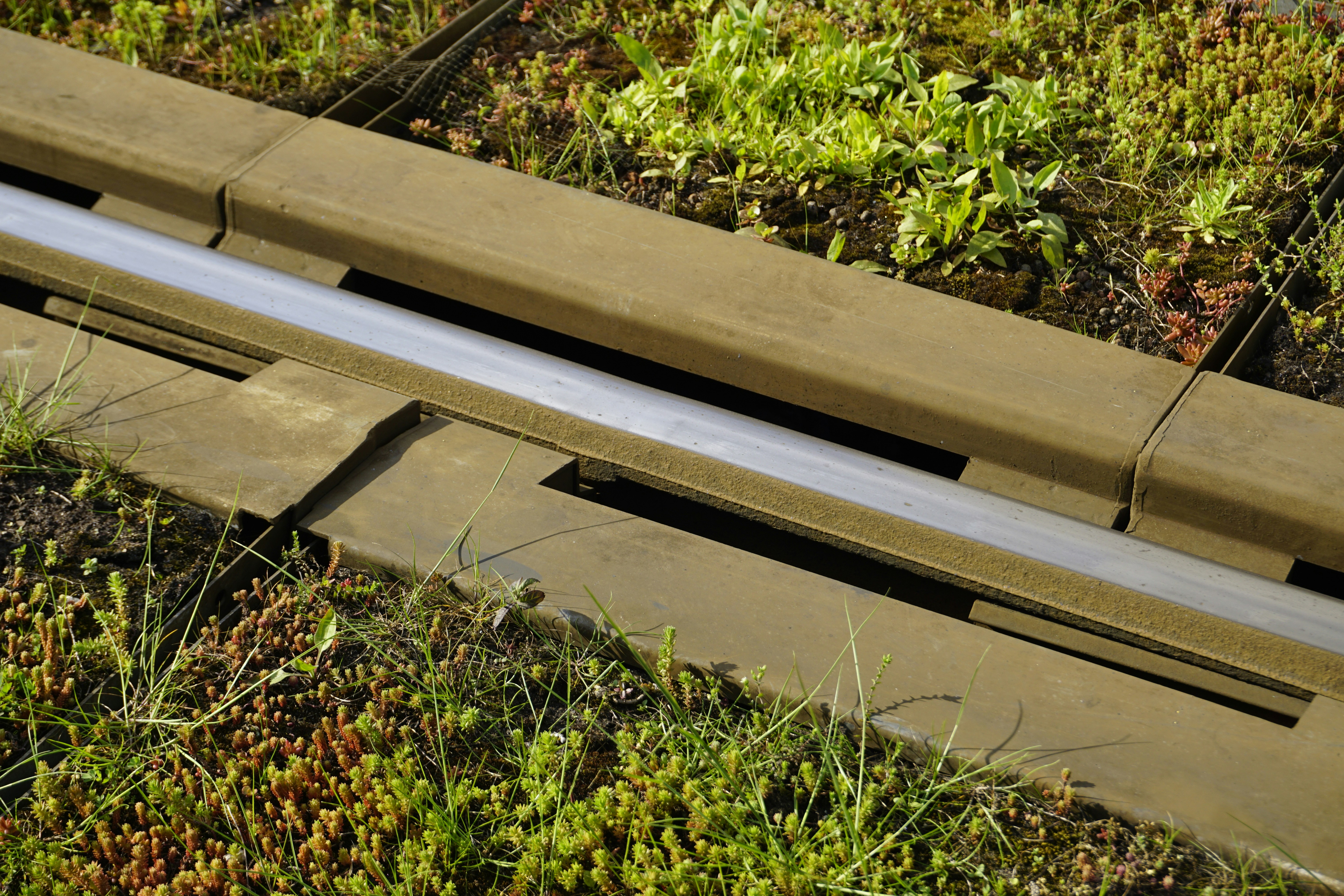 Un primer plano de un techo verde con plantas que crecen en él