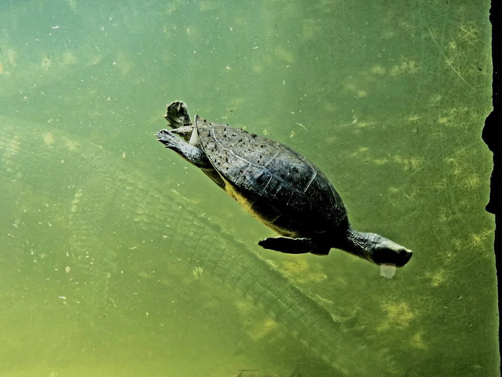 a small turtle swimming in a pond of water