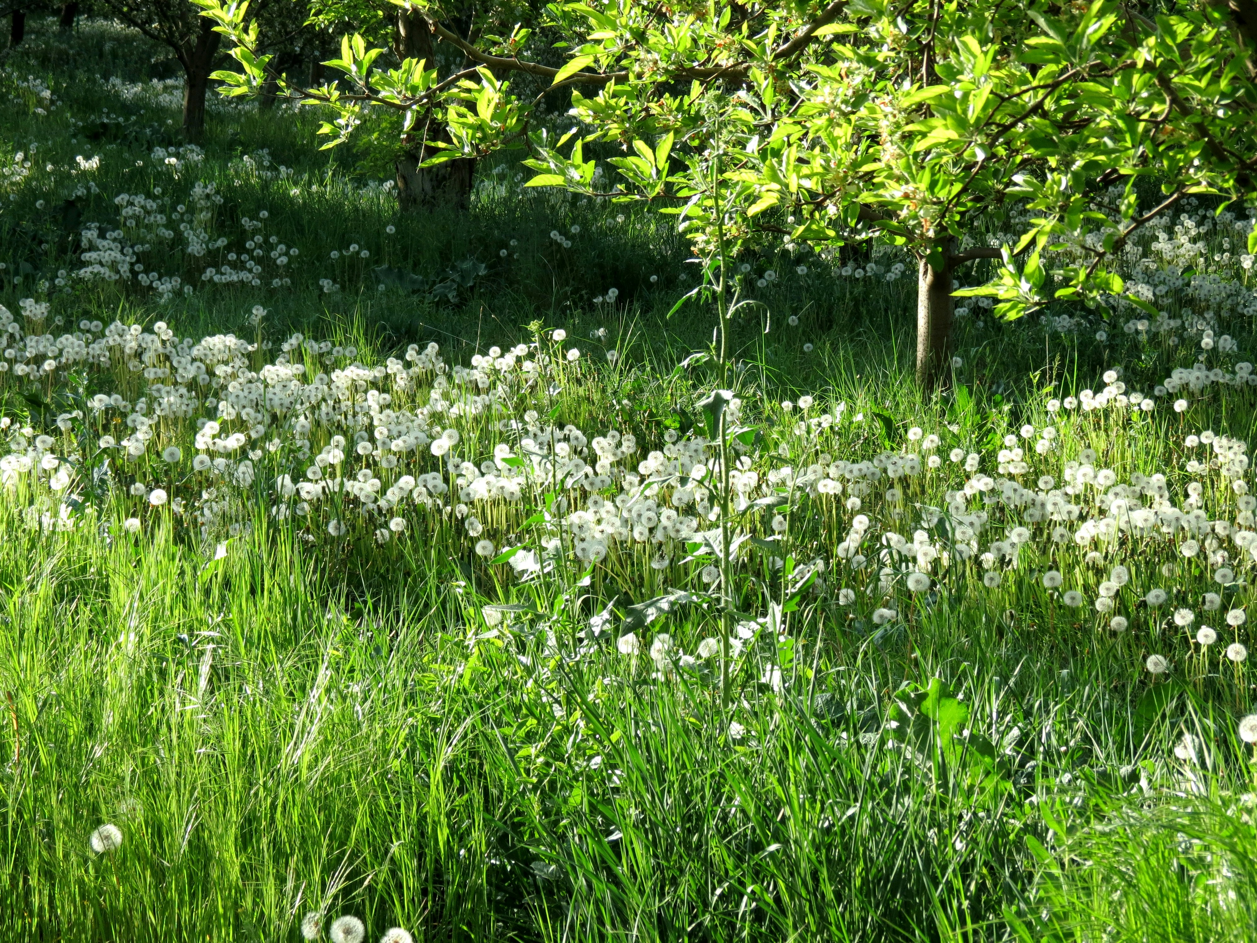 Dandelions in an overgrown garden