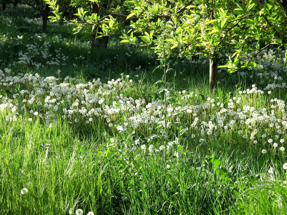 a field full of white flowers and trees