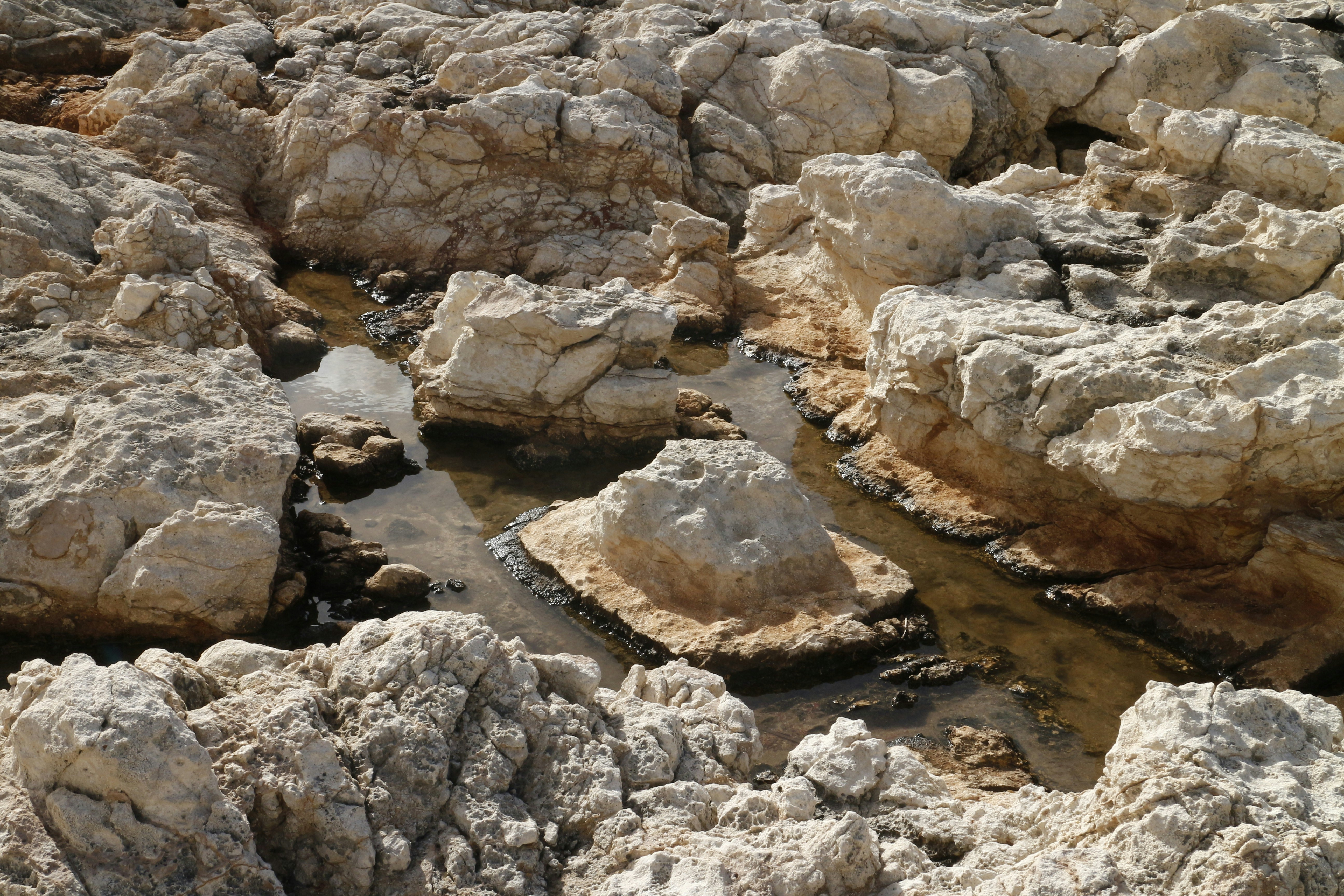 Environmental Conditions That Make or Break Fossils (image credits: unsplash)