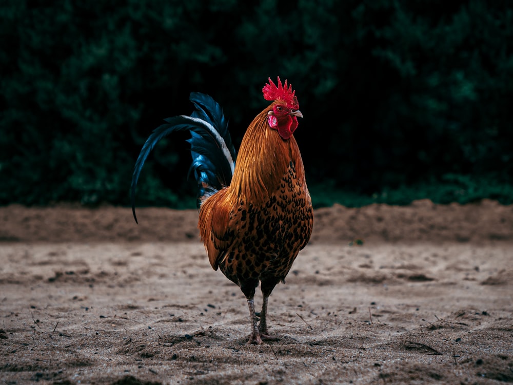 a rooster with a red head and blue tail
