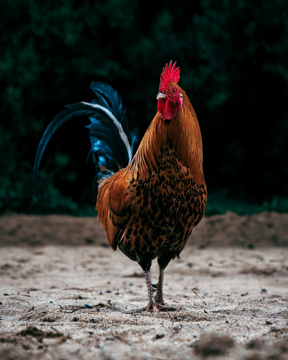 a rooster with a red head and blue tail