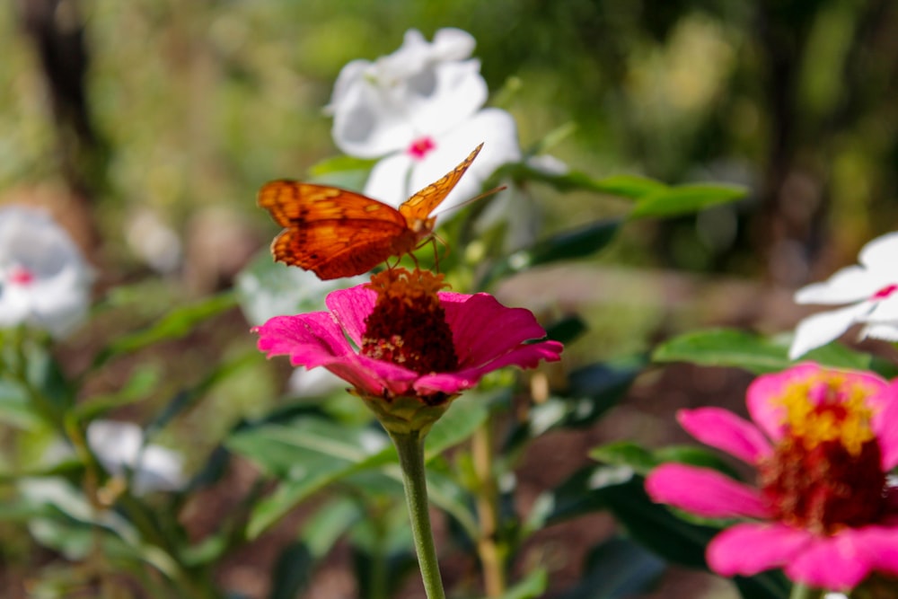 a butterfly sitting on a pink flower in a garden