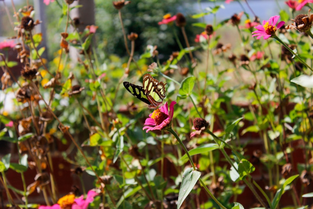 a butterfly sitting on a pink flower in a garden