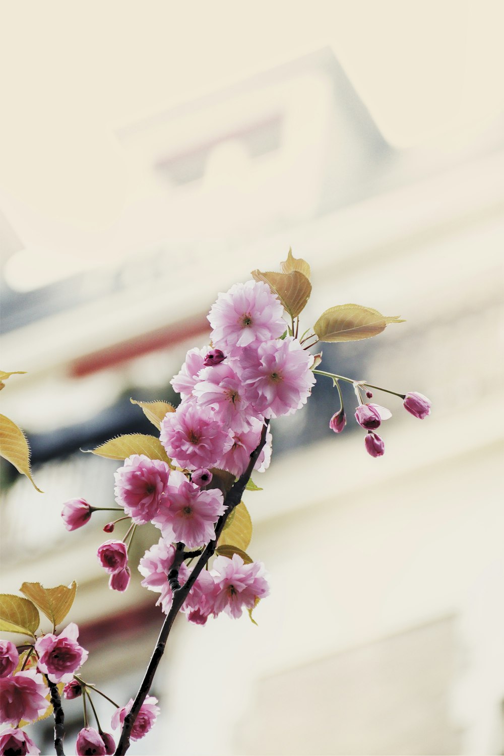 a branch with pink flowers in front of a building