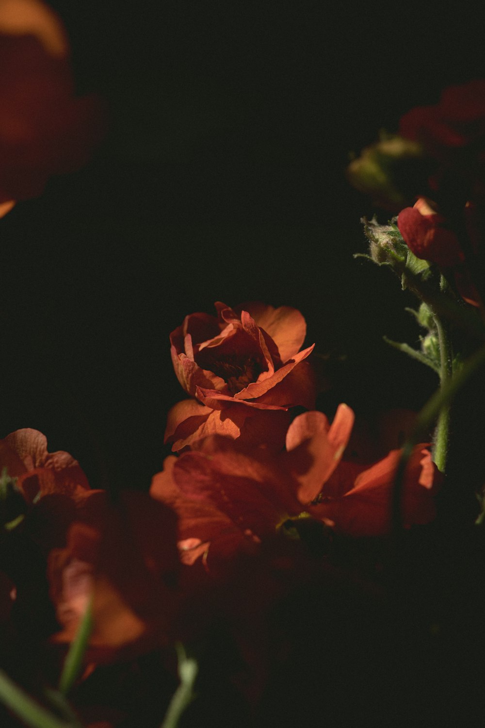 un gros plan d’un bouquet de fleurs rouges