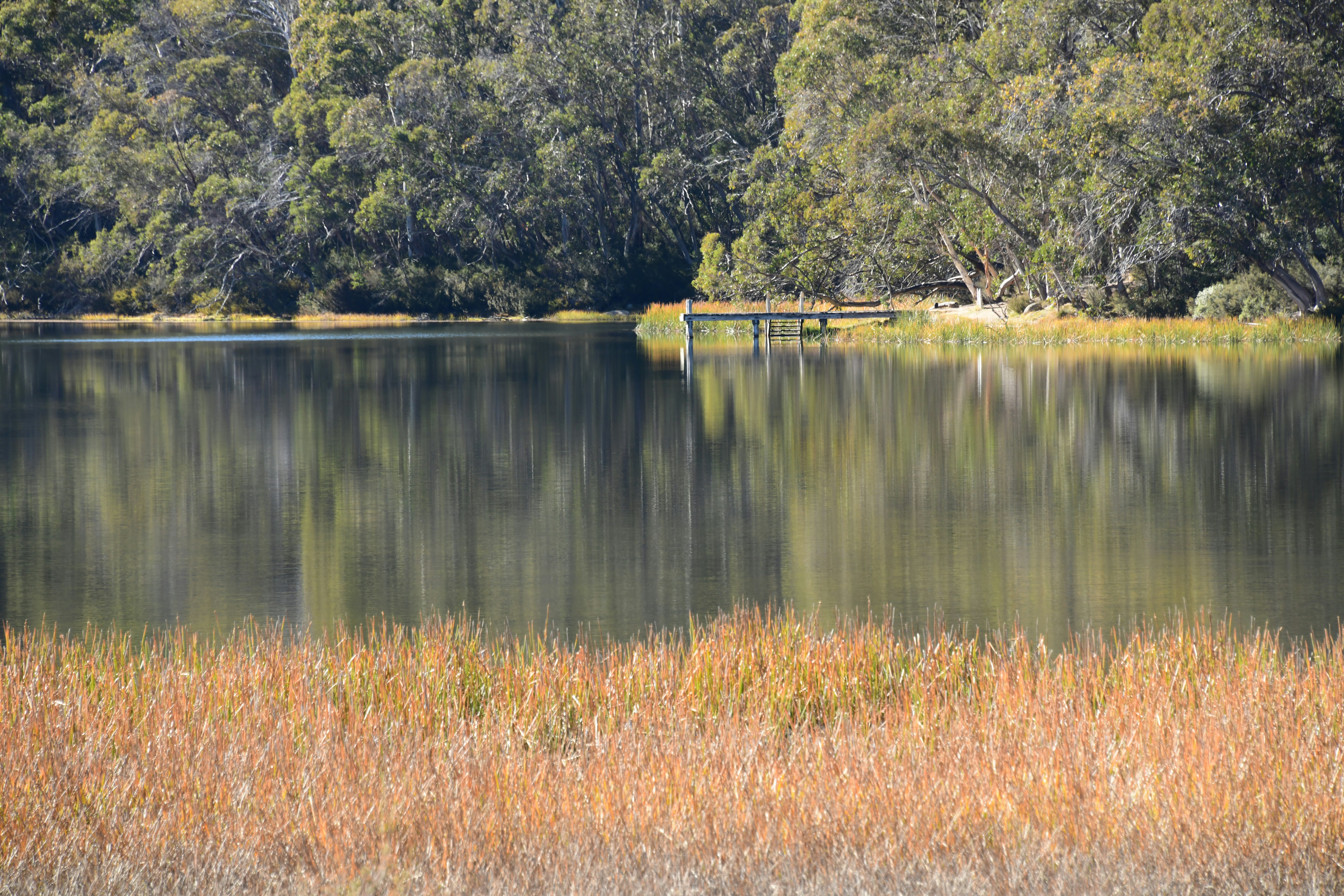 a large body of water surrounded by trees
