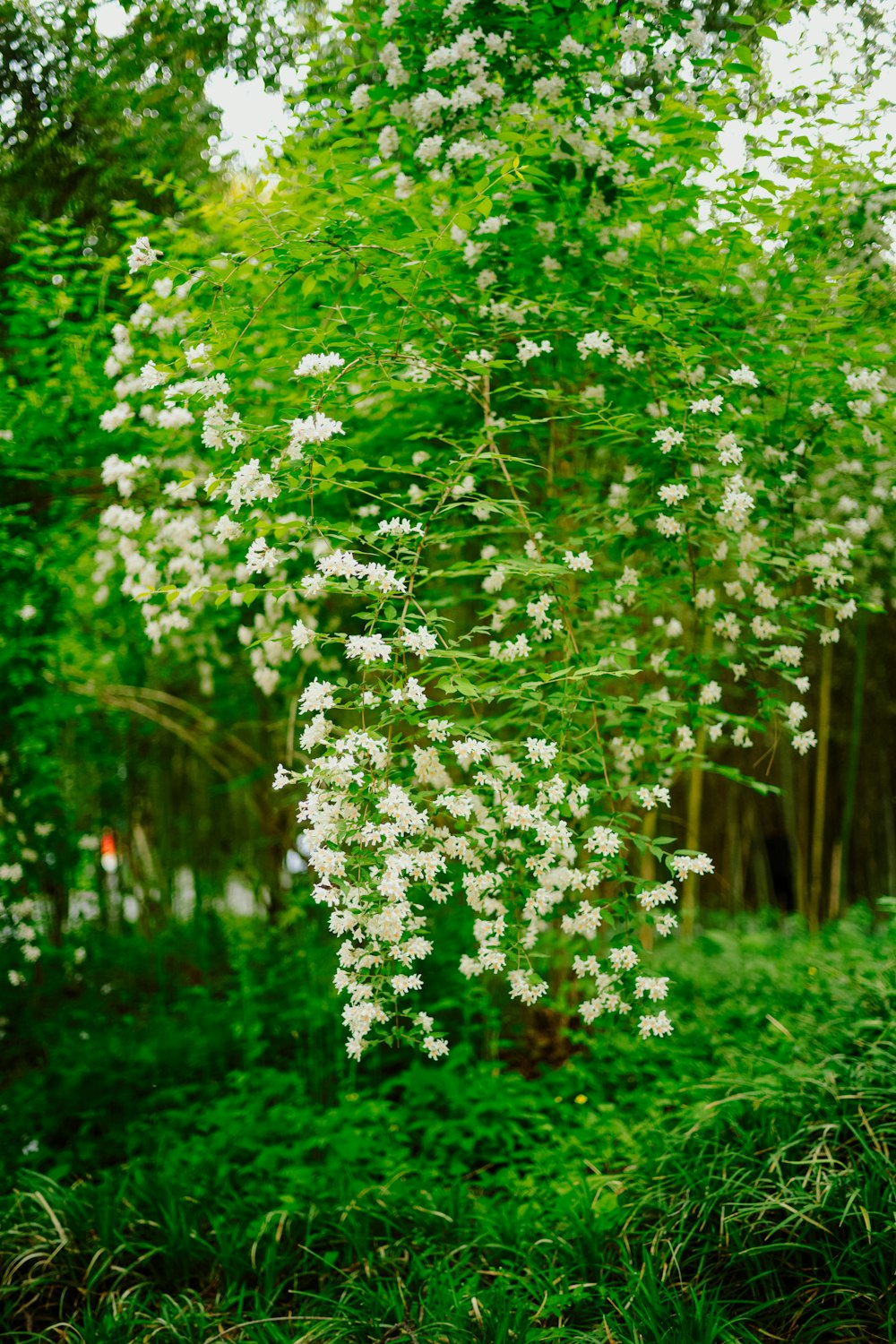 a tree with white flowers in the middle of a forest