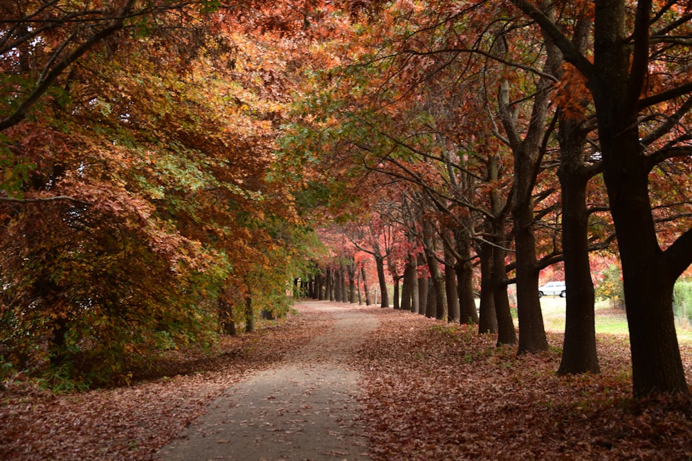a tree lined path in a park with lots of leaves on the ground