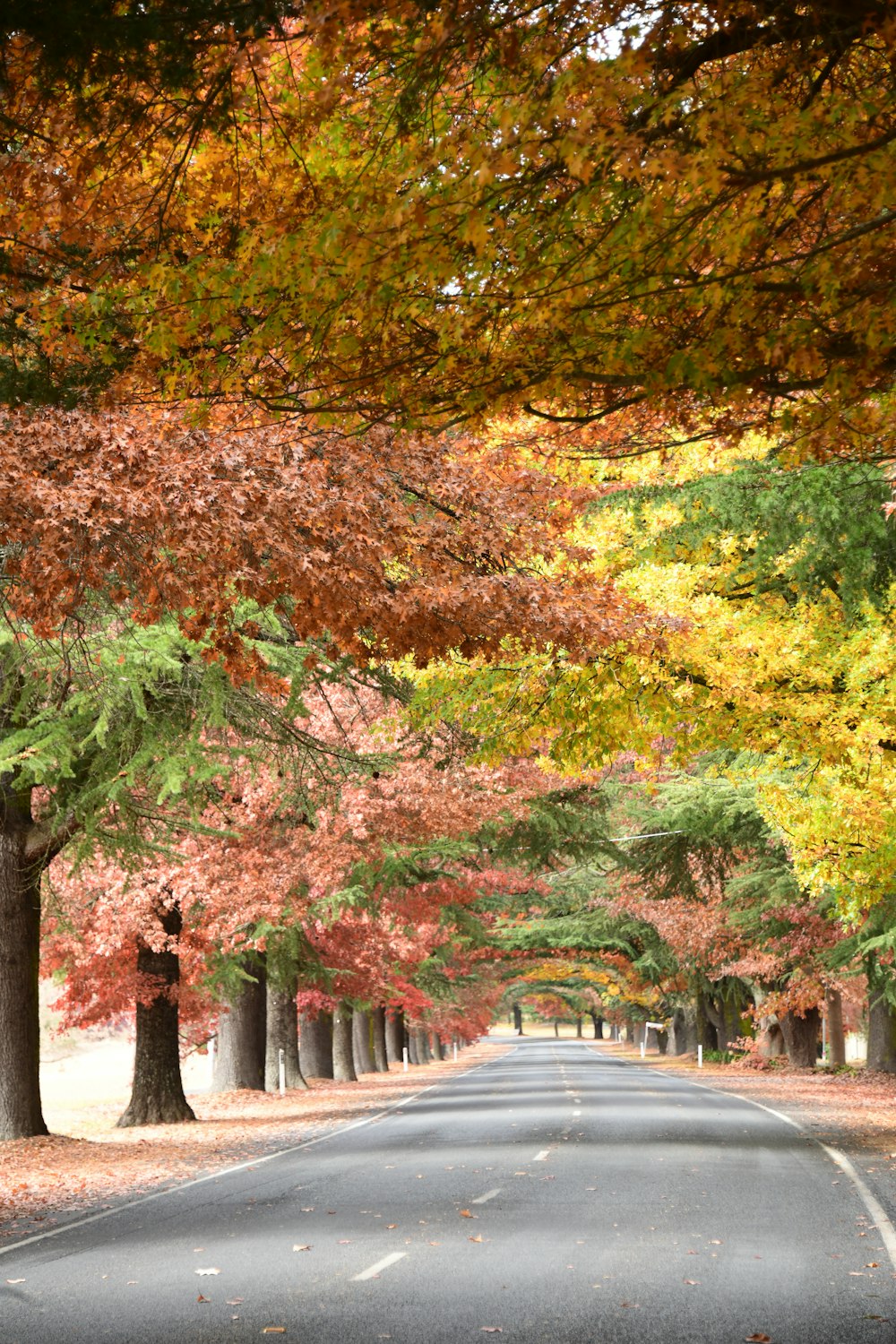 a street lined with trees with orange and yellow leaves