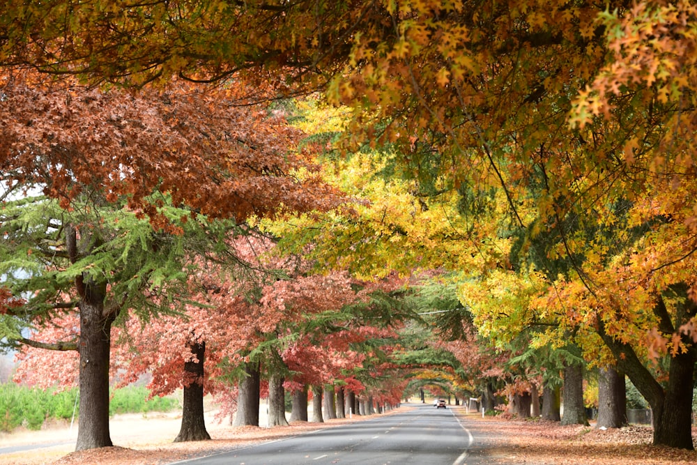 a road lined with trees in the fall