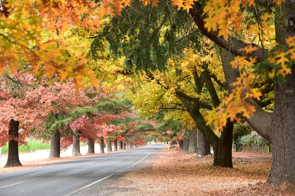 a road lined with trees in the fall