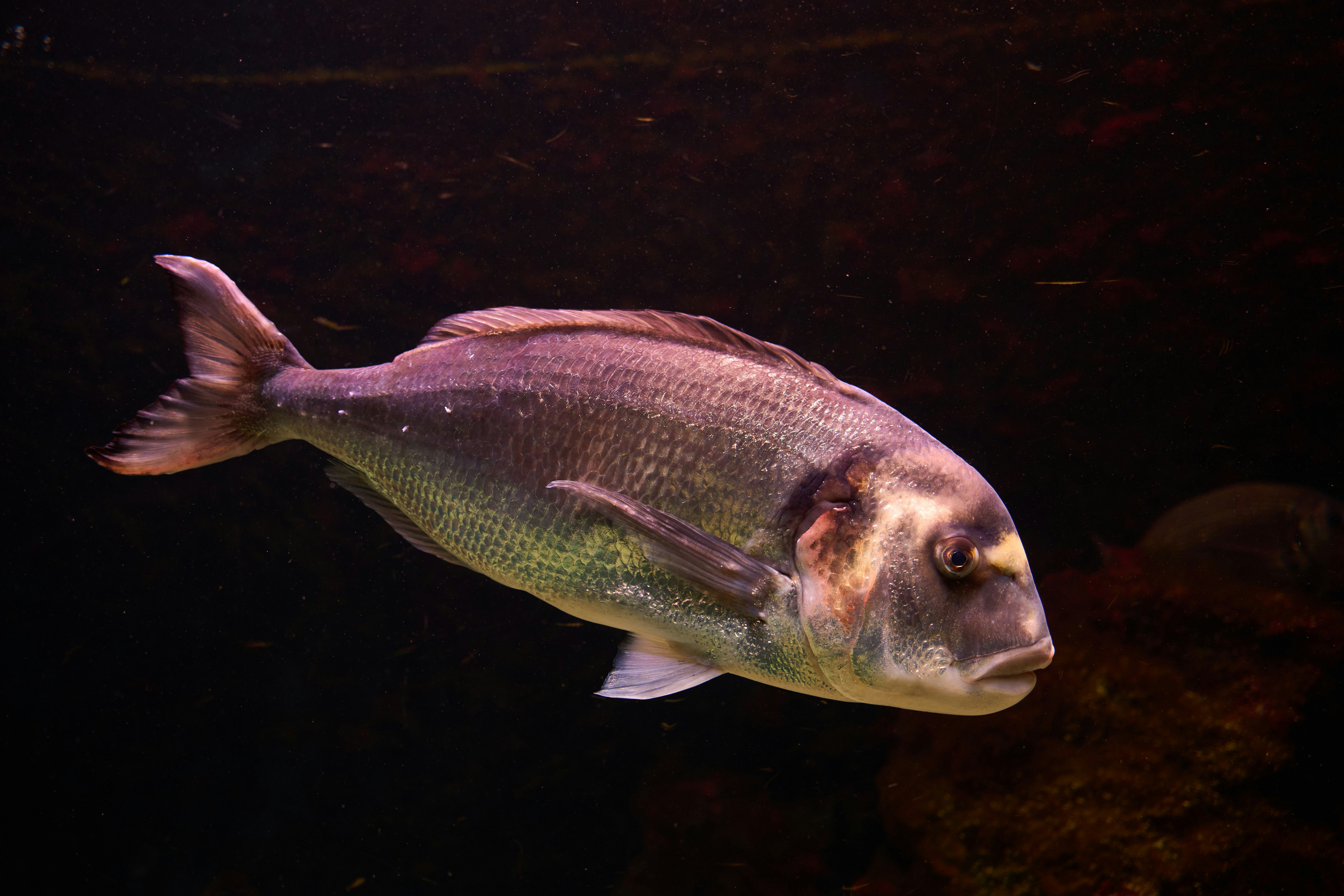 Photo by wolfgang_hasselmann