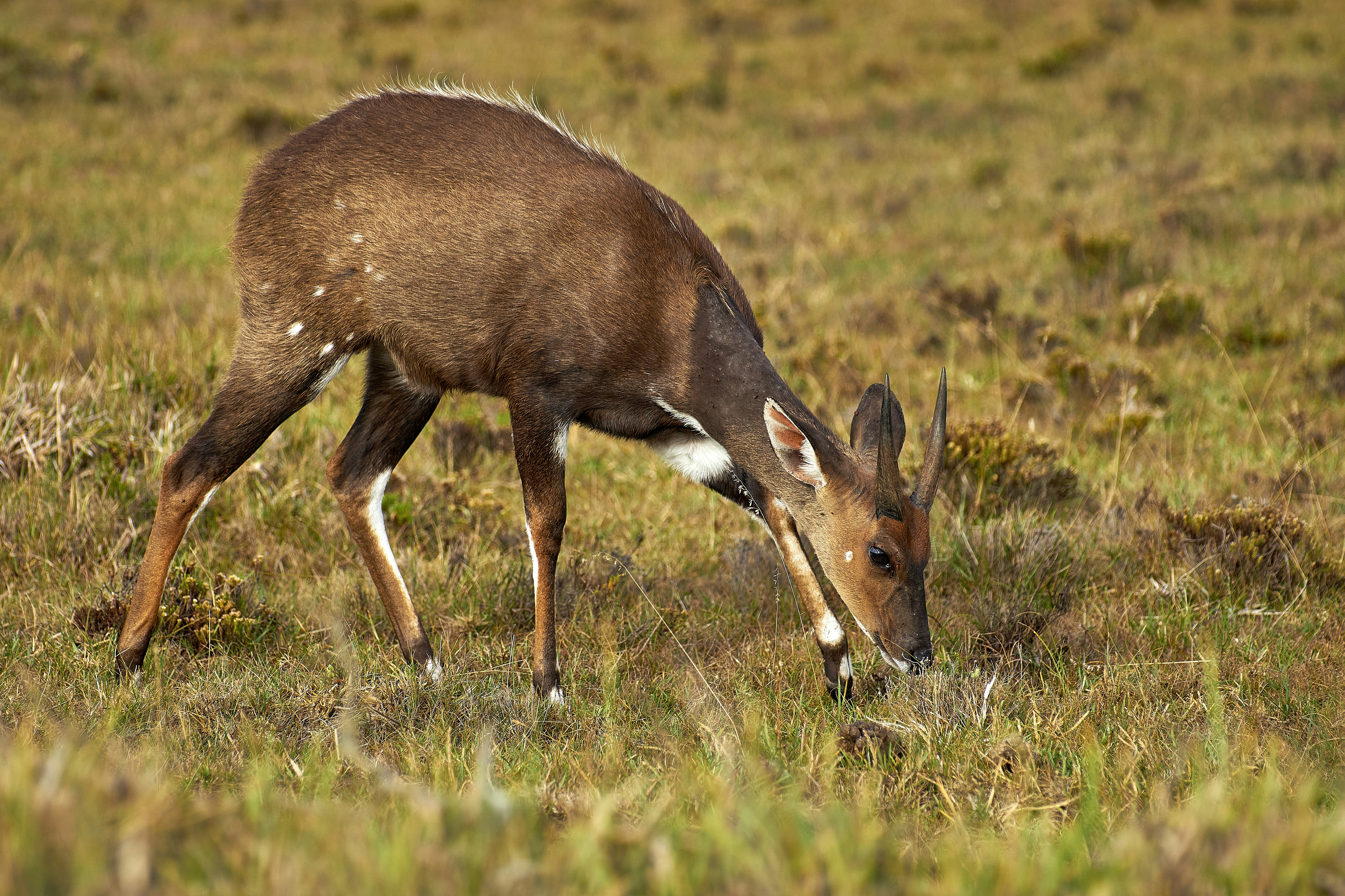 Photo by wolfgang_hasselmann