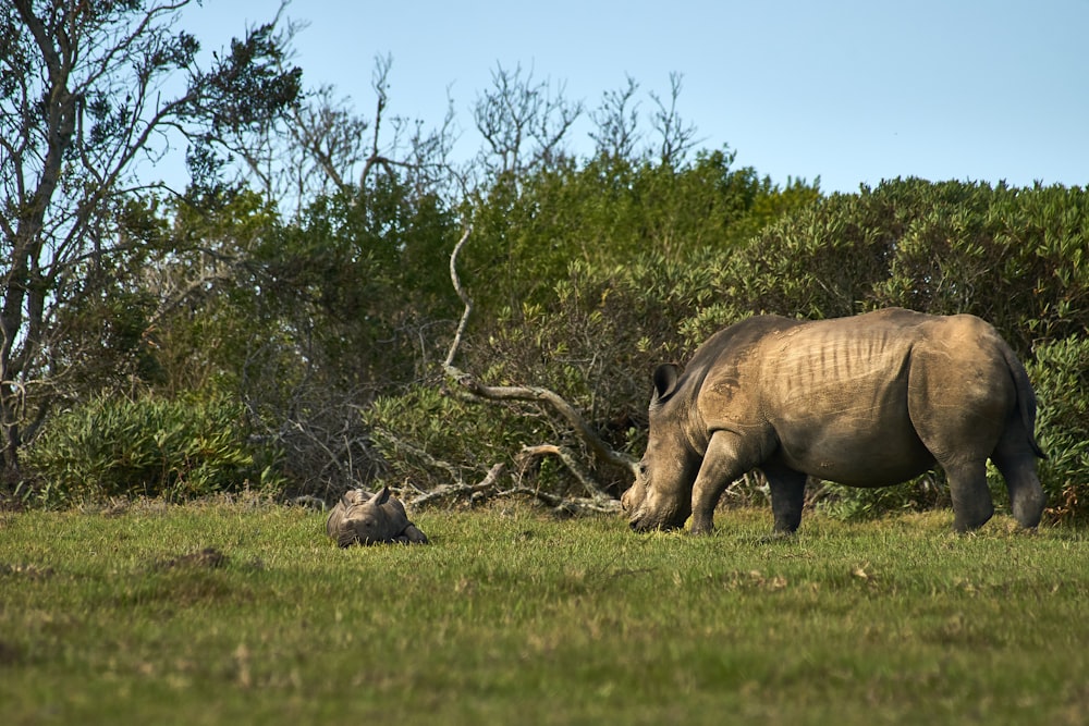 a rhino grazing in a field with trees in the background