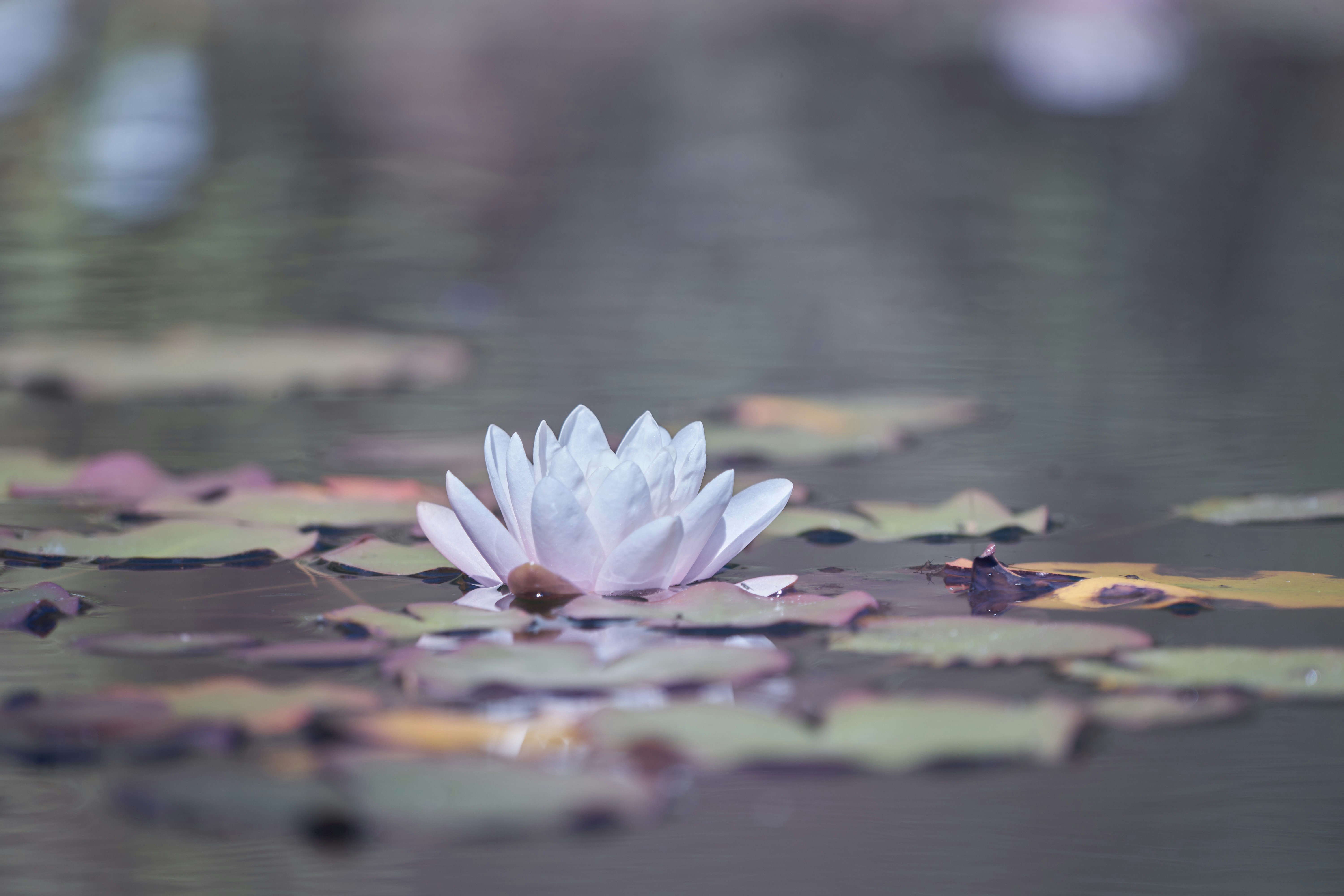 Photo by wolfgang_hasselmann