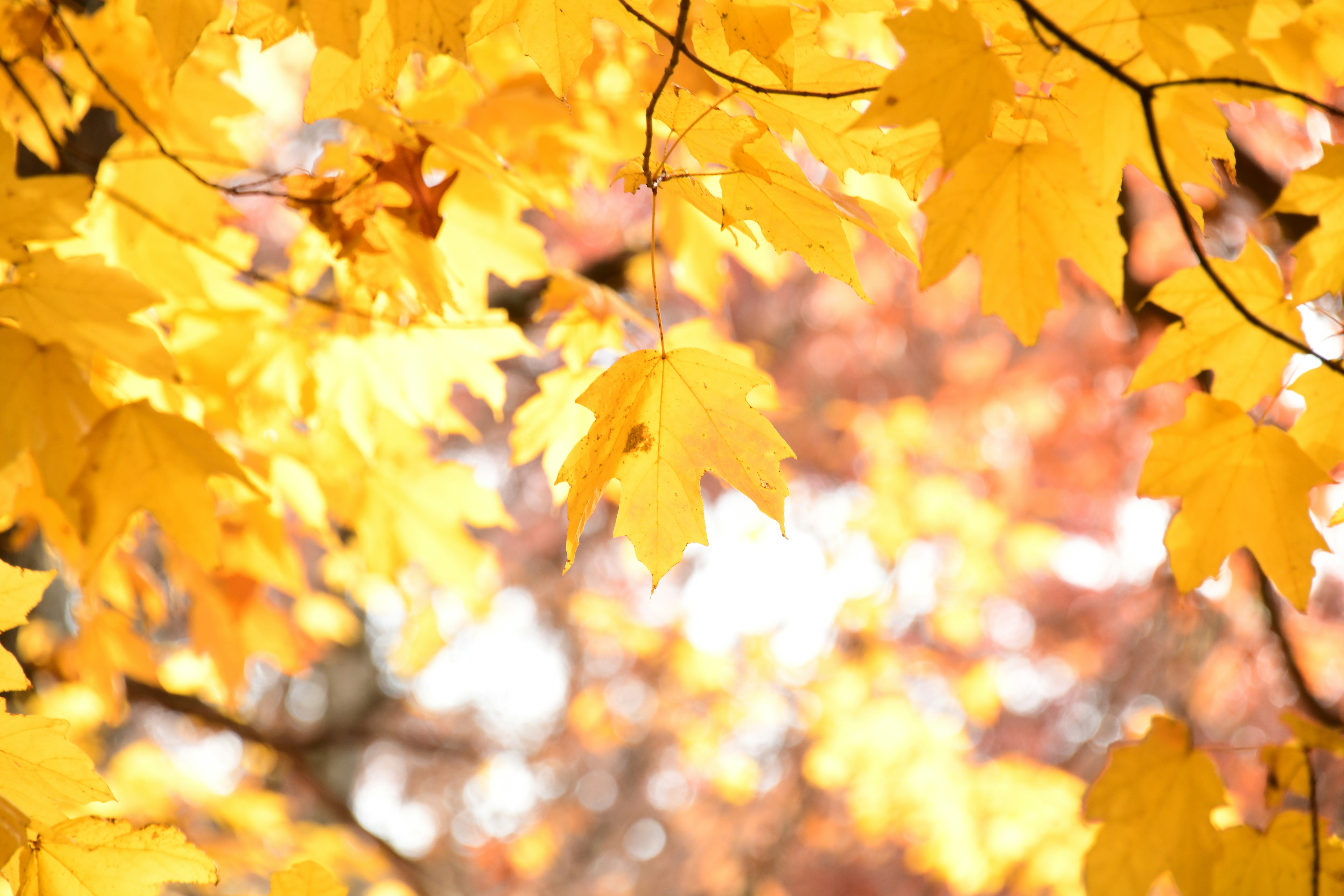 Photo by richard7seals