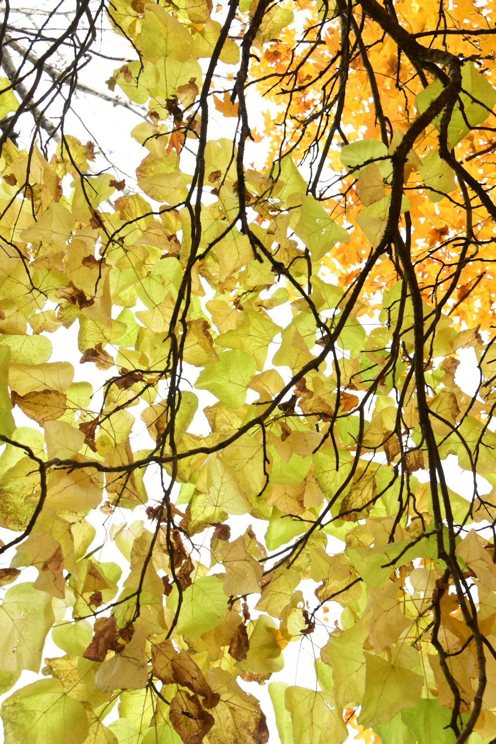 the leaves of a tree are yellow and green